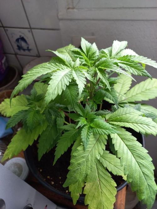 Empress (coco-kaya vs coco). Week 4