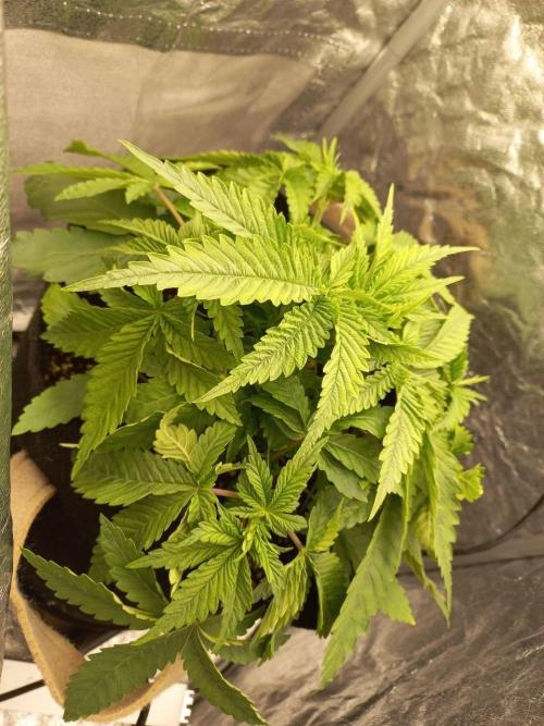 Empress (coco-kaya vs coco). Week 4