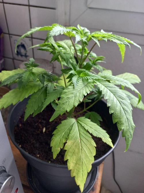 Empress (coco-kaya vs coco). Week 4