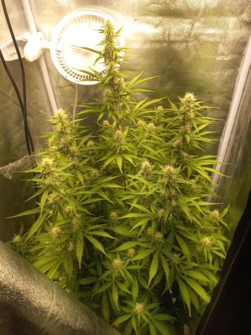 Auto Northern Lights. Week 9
