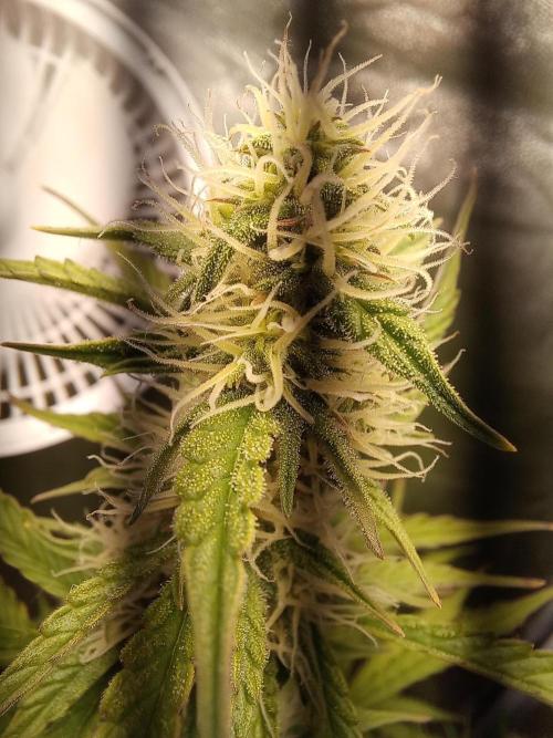 Northern Lights Auto. Week 9