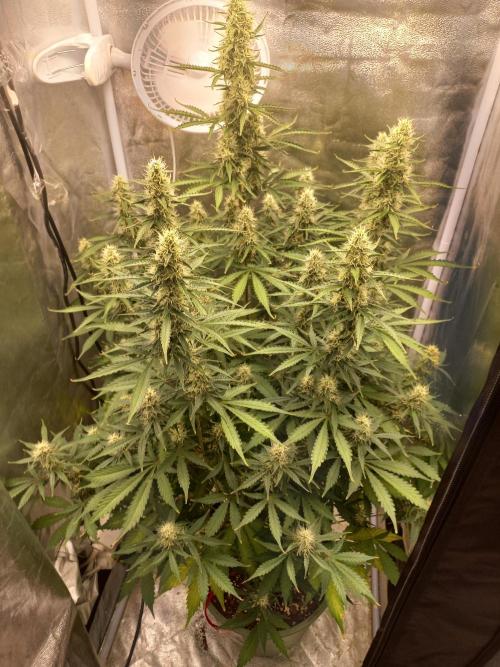Auto Northern Lights. Week 10