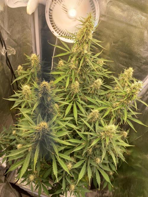 Auto Northern Lights. Week 10
