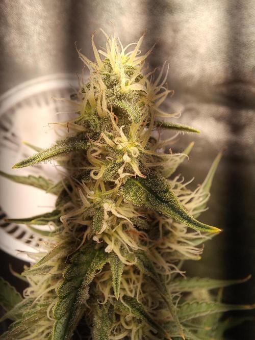 Auto Northern Lights. Week 10
