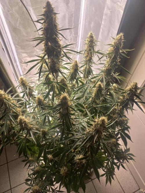 Auto Northern Lights. Week 11