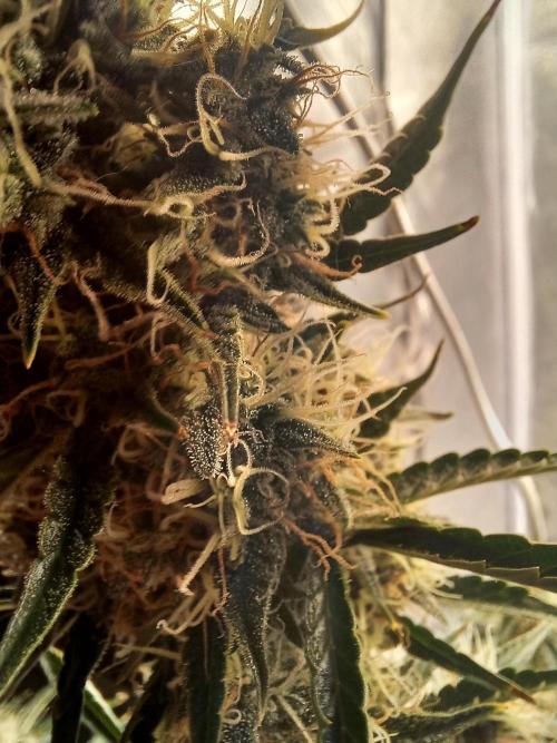 Auto Northern Lights. Week 11