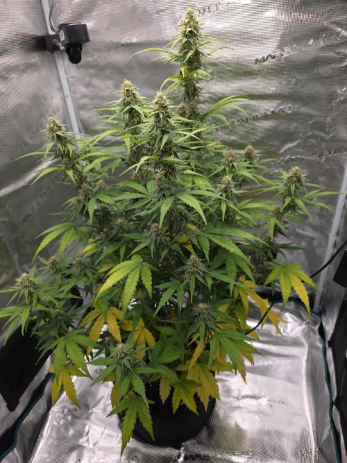 Epsilon f1. Week 8 - 10/11/25