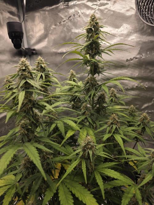 Epsilon f1. Week 8 - 12/11/25: