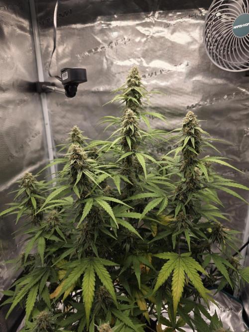 Epsilon f1. Week 8 - 15/11/25: day 55