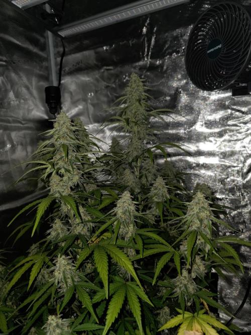 Epsilon f1. Week 8 - 18/11/25: day 58