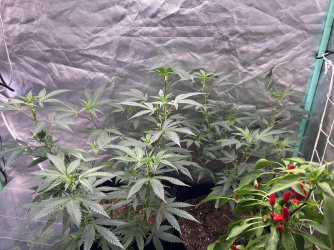 3 x Jelly Donutz klone. Week 2 - Es ist noch viel passiert!