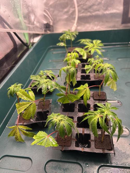 3 x Jelly Donutz klone. Week 2 - Mehr Klone 😁