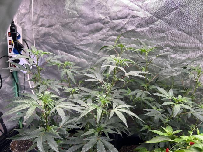 3 x Jelly Donutz klone. Week 3