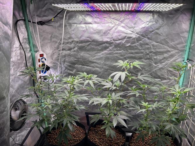 3 x Jelly Donutz klone. Week 3