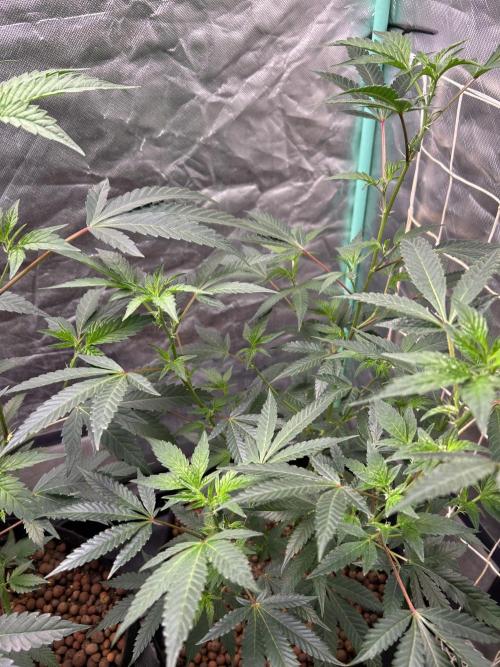 3 x Jelly Donutz klone. Week 3