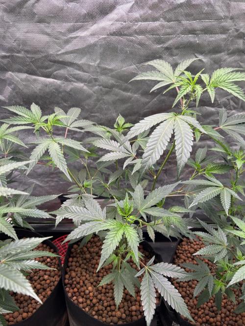 3 x Jelly Donutz klone. Week 3