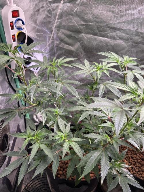 3 x Jelly Donutz klone. Week 3