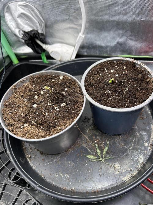 The Grow. Week 0