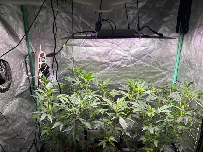 3 x Jelly Donutz klone. Week 4