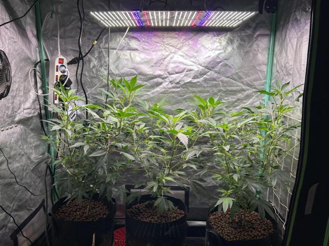 3 x Jelly Donutz klone. Week 4