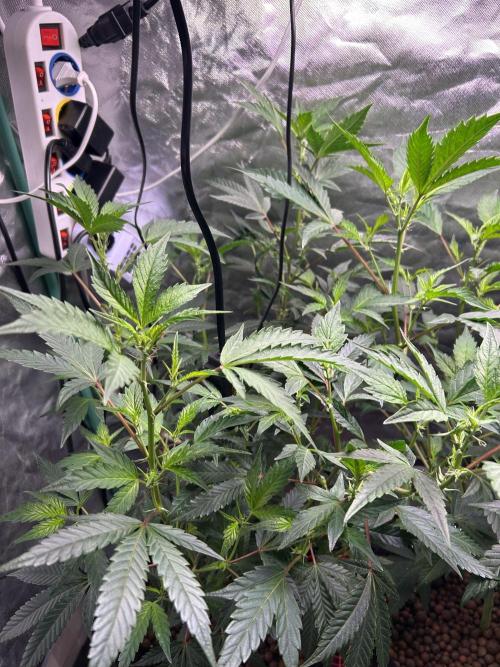 3 x Jelly Donutz klone. Week 4