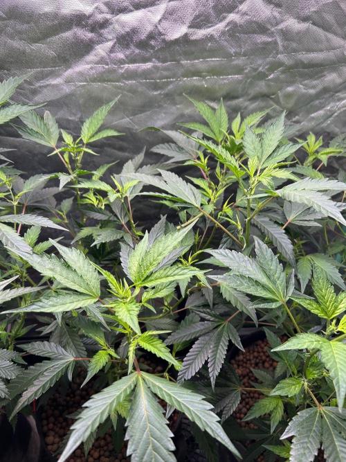 3 x Jelly Donutz klone. Week 4