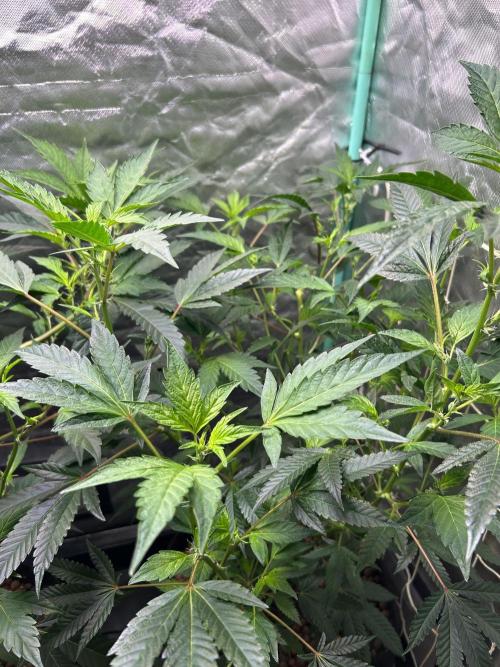 3 x Jelly Donutz klone. Week 4