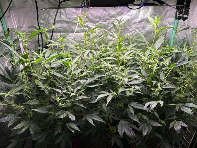 3 x Jelly Donutz klone. Week 5