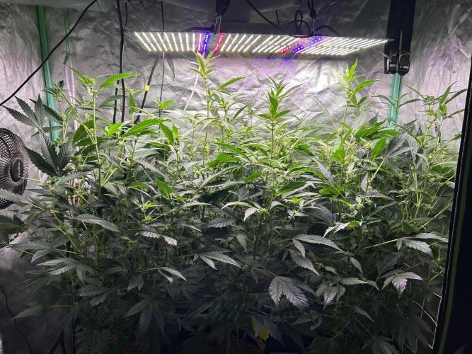 3 x Jelly Donutz klone. Week 5