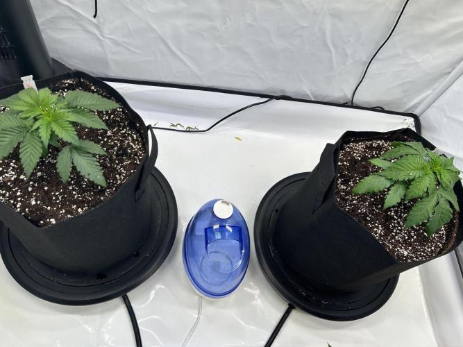 The Grow. Week 2