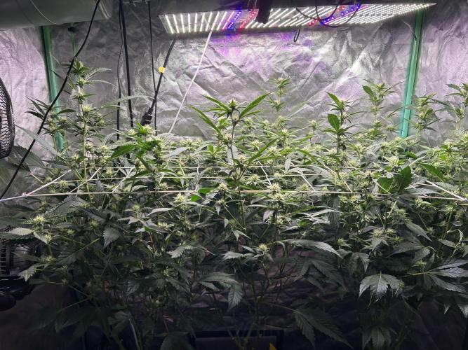 3 x Jelly Donutz klone. Week 6