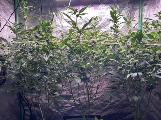 3 x Jelly Donutz klone. Week 6