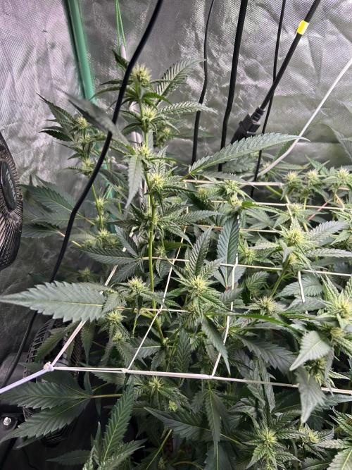 3 x Jelly Donutz klone. Week 6