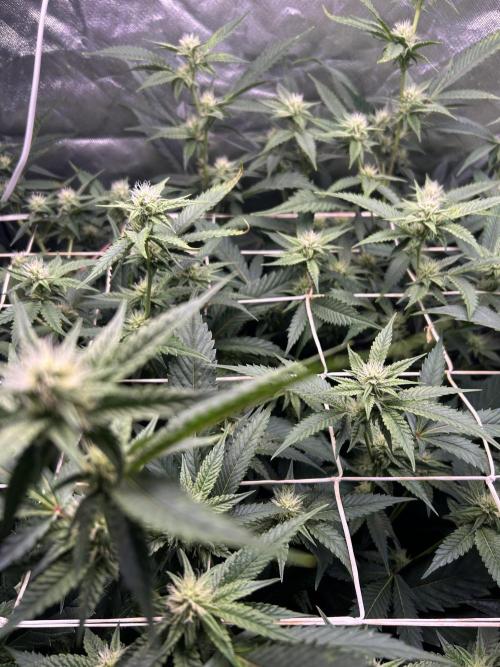 3 x Jelly Donutz klone. Week 6