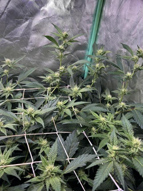 3 x Jelly Donutz klone. Week 6