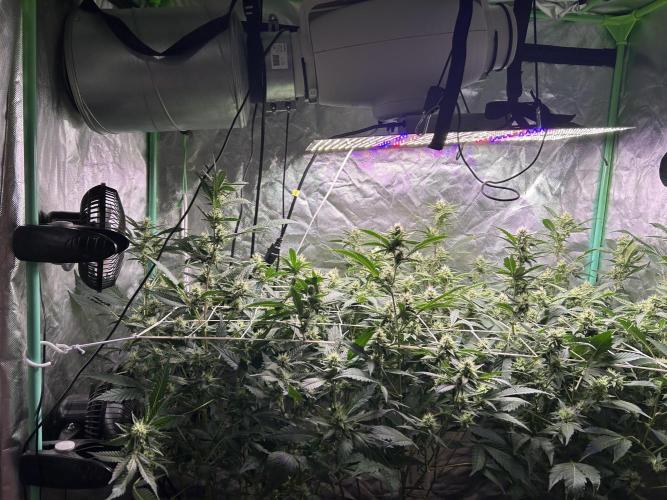 3 x Jelly Donutz klone. Week 7