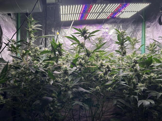 3 x Jelly Donutz klone. Week 7