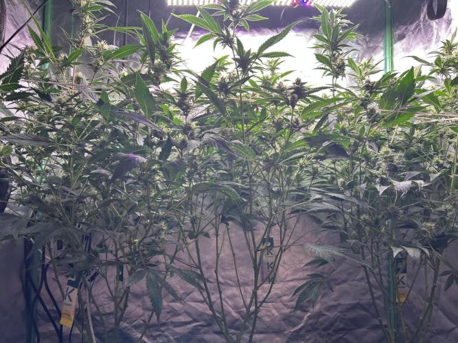 3 x Jelly Donutz klone. Week 7