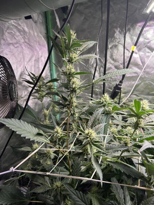 3 x Jelly Donutz klone. Week 7