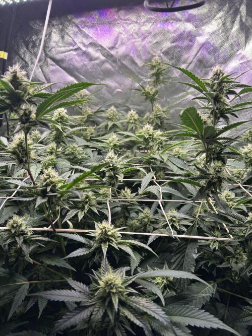 3 x Jelly Donutz klone. Week 7