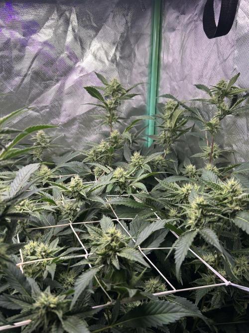 3 x Jelly Donutz klone. Week 7