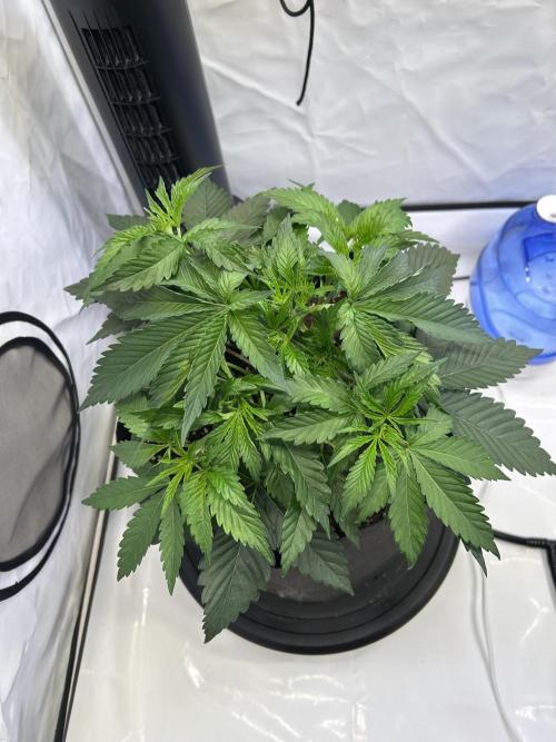 The Grow. Week 3 - Super Boof