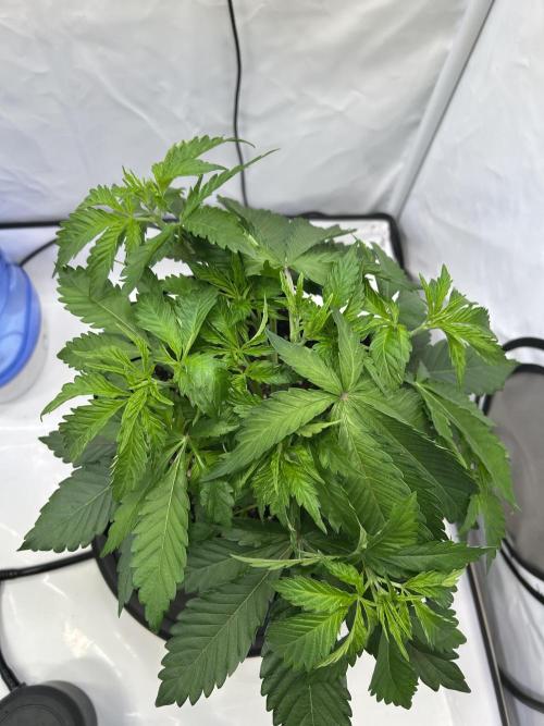 The Grow. Week 3 - Epic Buzz