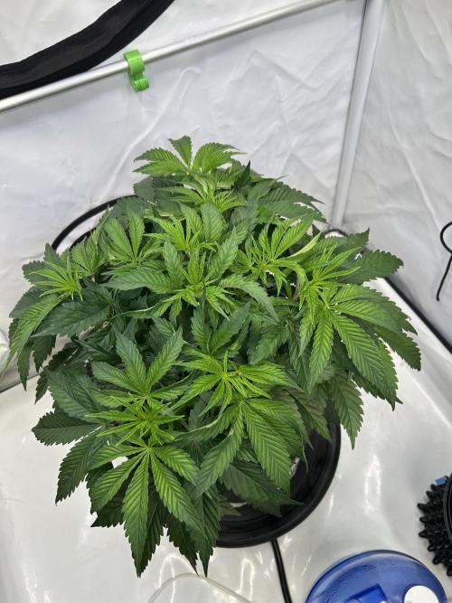 The Grow. Week 4 - Boof