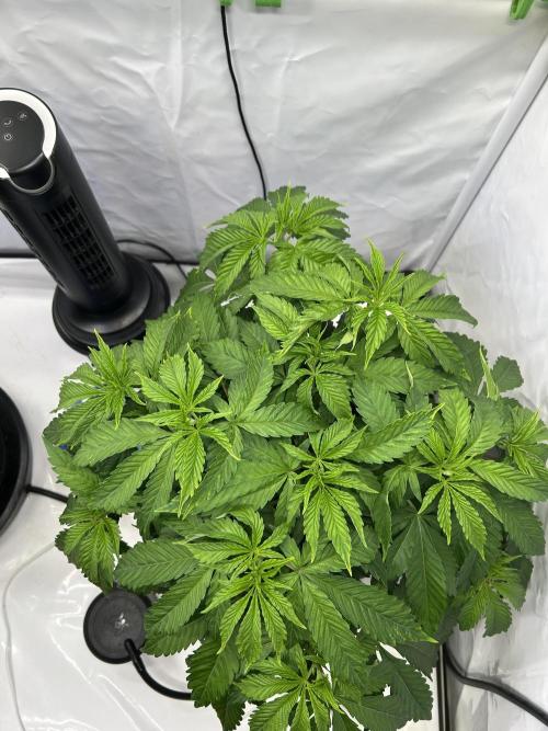The Grow. Week 4 - Buzz
