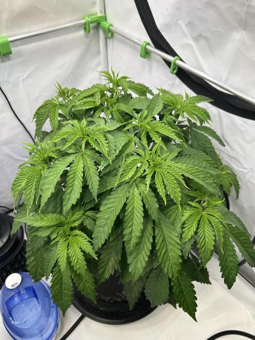 The Grow. Week 4 - Buzz