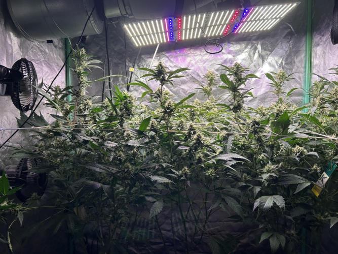 3 x Jelly Donutz klone. Week 8