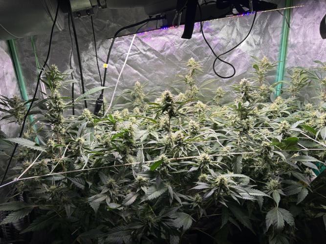 3 x Jelly Donutz klone. Week 8