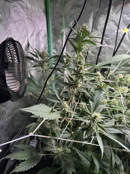 3 x Jelly Donutz klone. Week 8