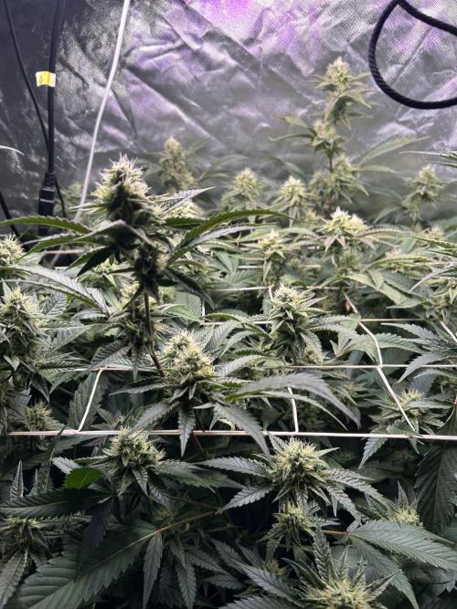 3 x Jelly Donutz klone. Week 8